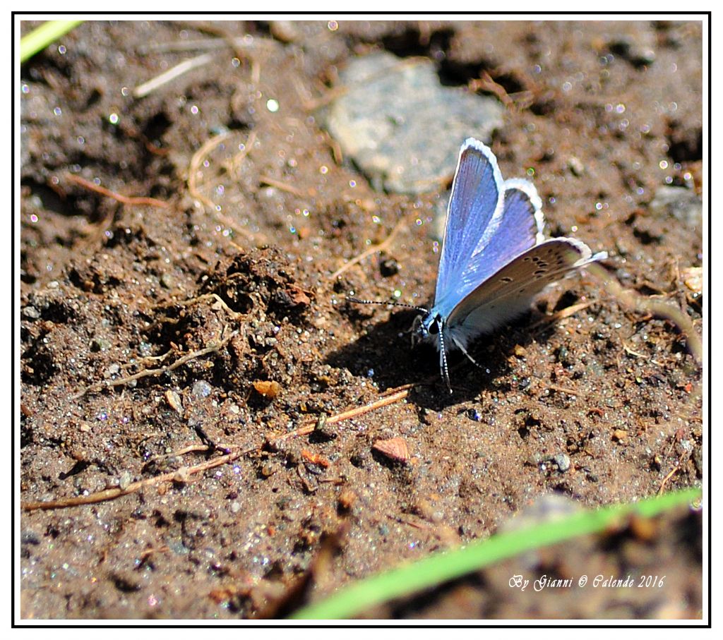 Polyommatus (Polyommatus) dorylas - Lycaenidae