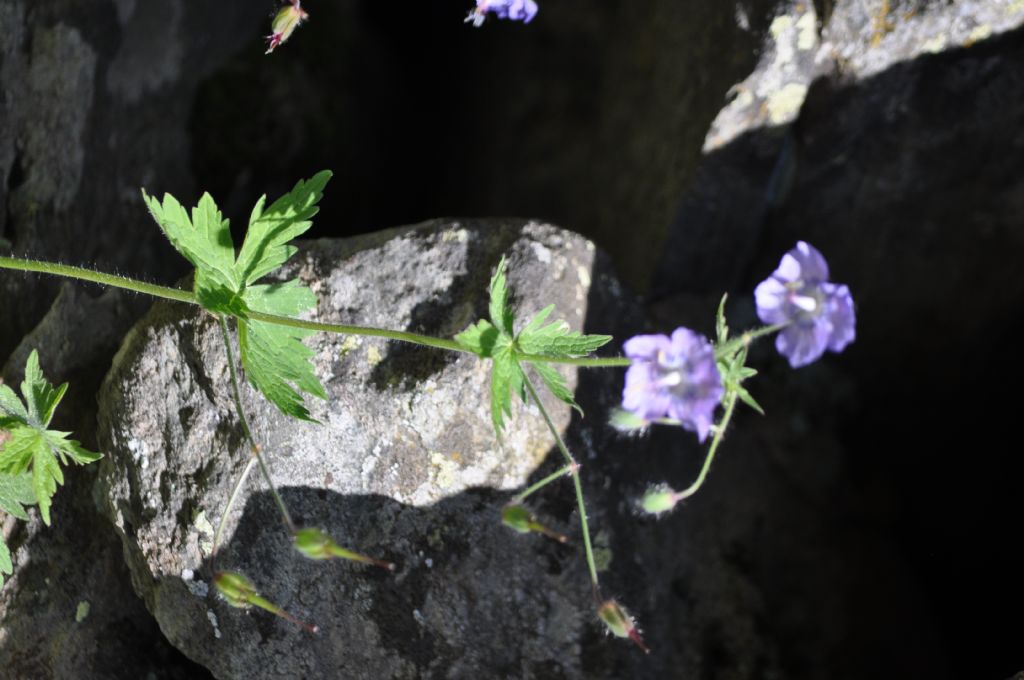 Geranium phaeum