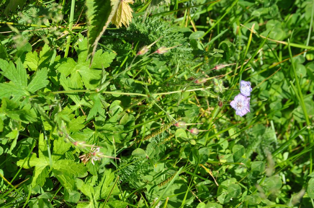 Geranium phaeum