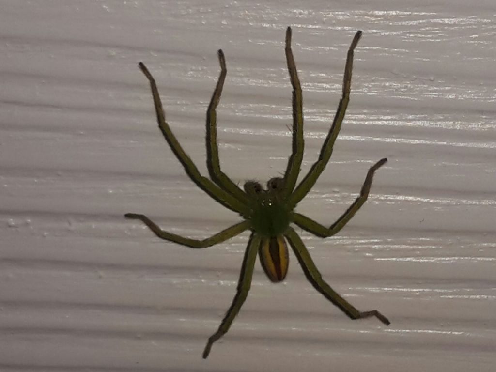 Sparassidae:  Micrommata virescens, maschio - Tirano (SO)