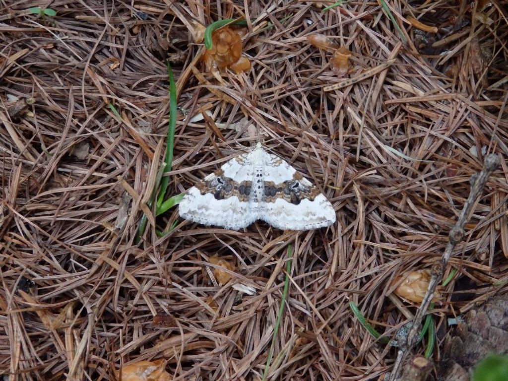 Farfalla da id: Xanthorhoe montanata - Geometridae