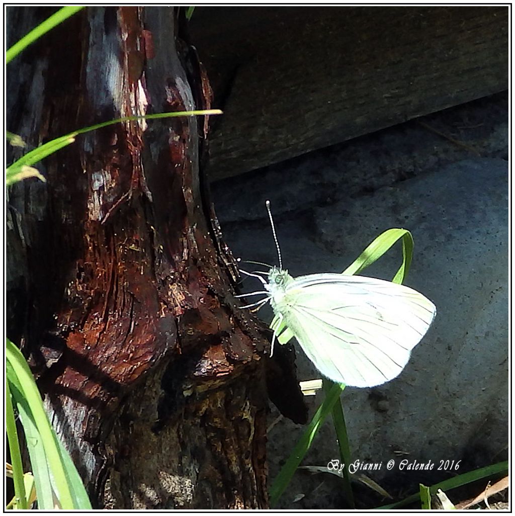 Farfalla da id - Pieris sp.