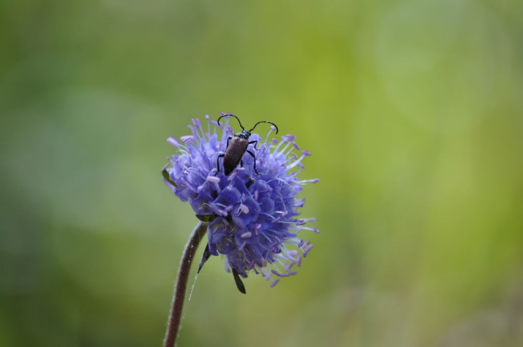 Anastrangalia dubia (cfr.), Cerambycidae