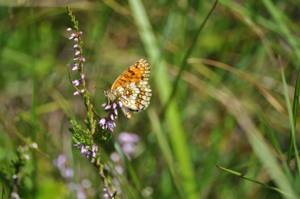 Farfalla da id: Melitaea cfr. athalia/nevadensis -Nymphalidae