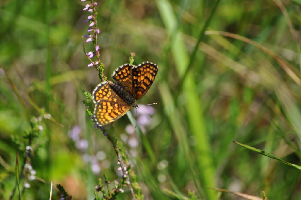 Farfalla da id: Melitaea cfr. athalia/nevadensis -Nymphalidae