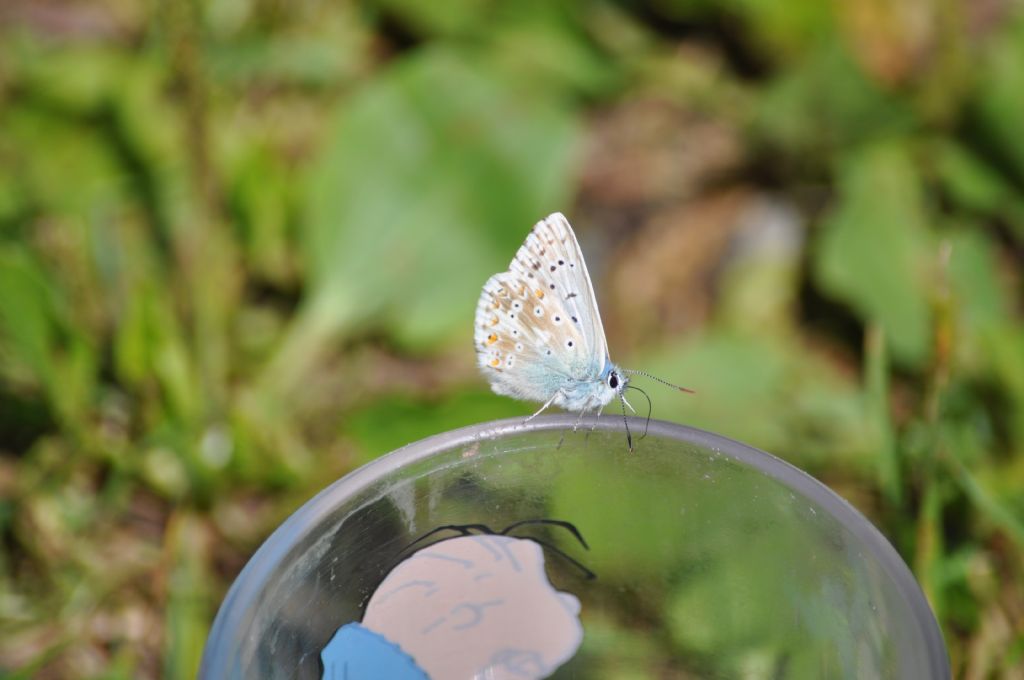 Quale farfalla? Polyommatus (Lysandra) coridon - Lycaenidae