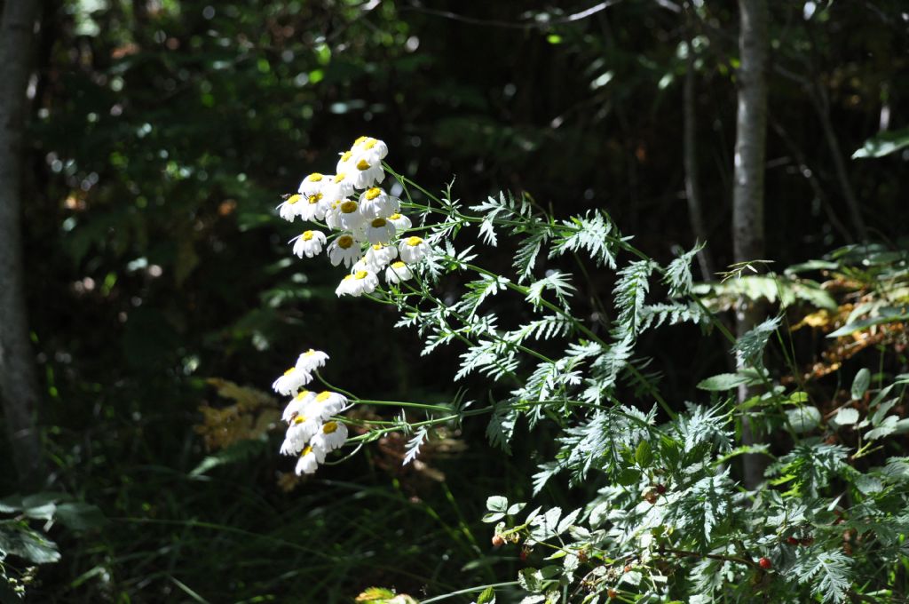 Tanacetum corymbosum / Erba-amara dei boschi