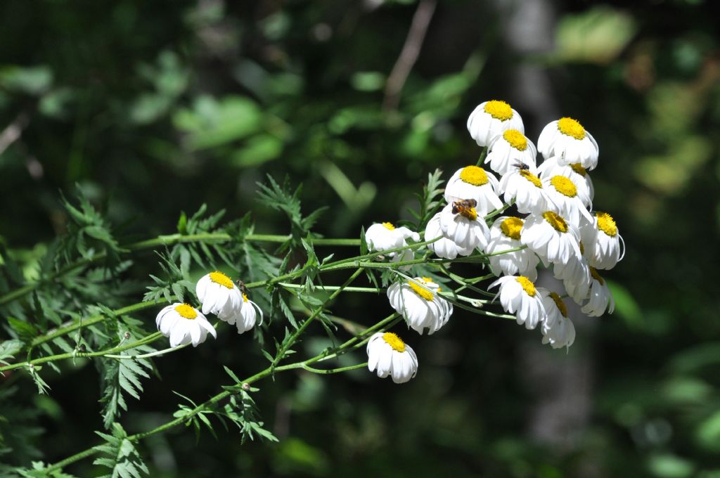 Tanacetum corymbosum / Erba-amara dei boschi