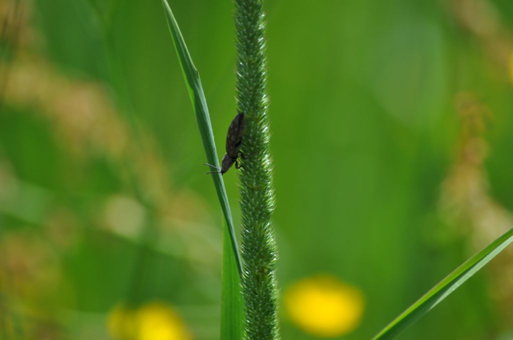 Elateridae: Actenicerus sjaelandicus