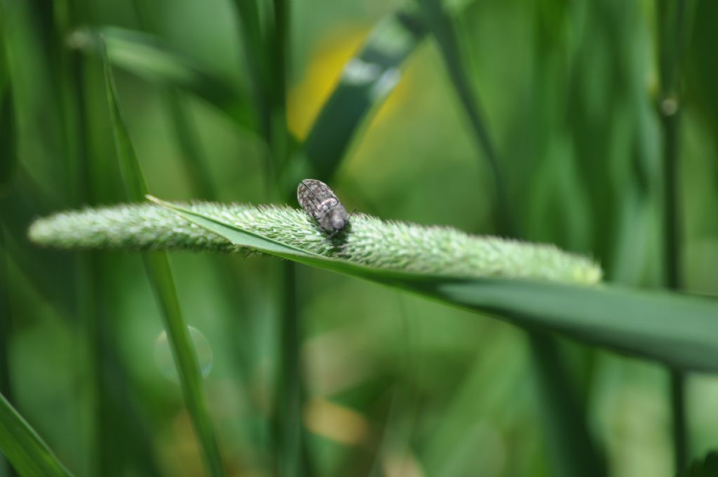 Elateridae: Actenicerus sjaelandicus