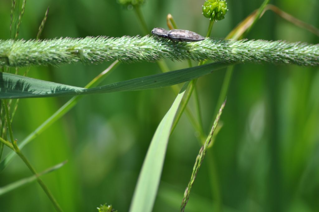 Elateridae: Actenicerus sjaelandicus