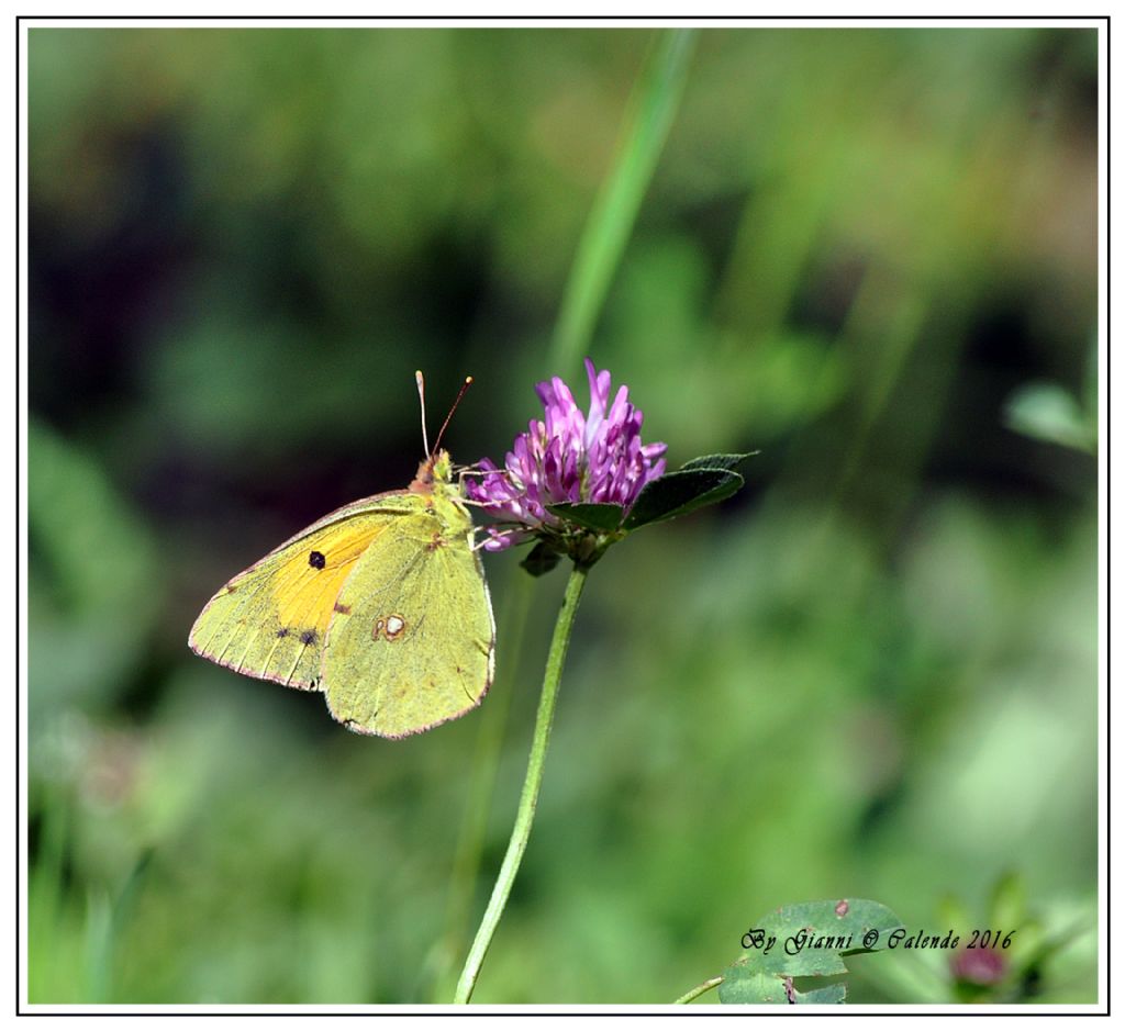 Colias? Colias crocea, Pieridae