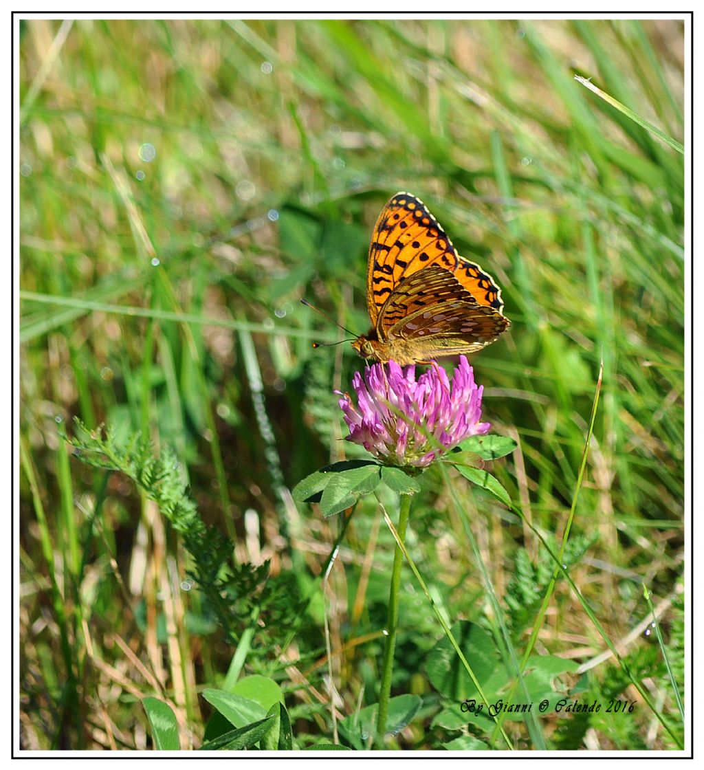 Quale farfalla? Argynnis (Mesoacidalia) aglaja