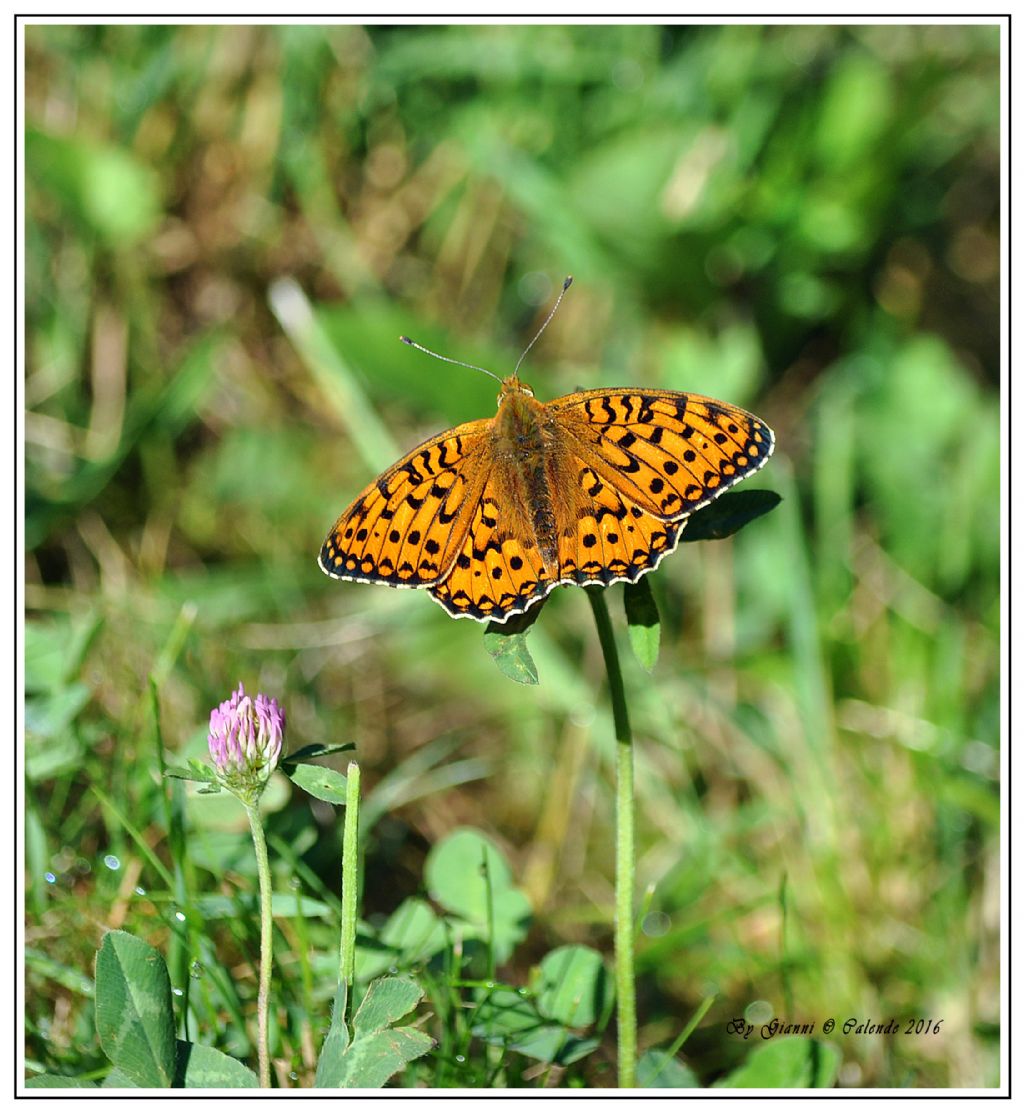 Quale farfalla? Argynnis (Mesoacidalia) aglaja