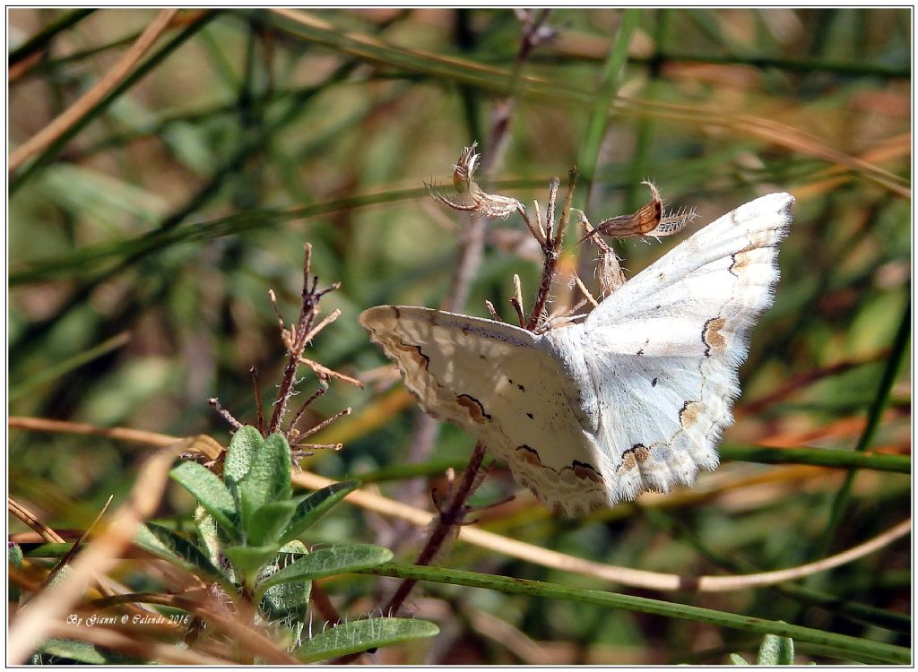 Quale farfalla? Scopula (Scopula) ornata