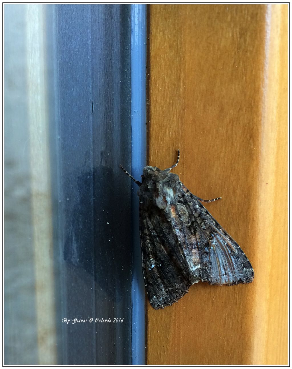 Falena da Id - Mamestra brassicae, Noctuidae