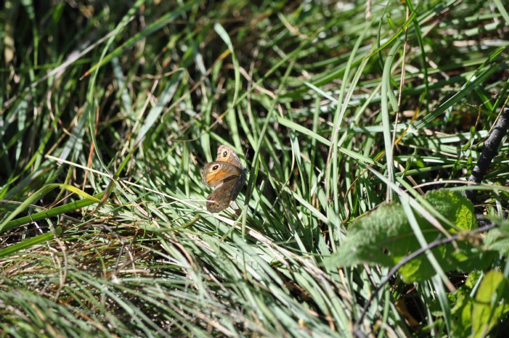 Lasiommata maera, Nymphalidae Satyrinae? S