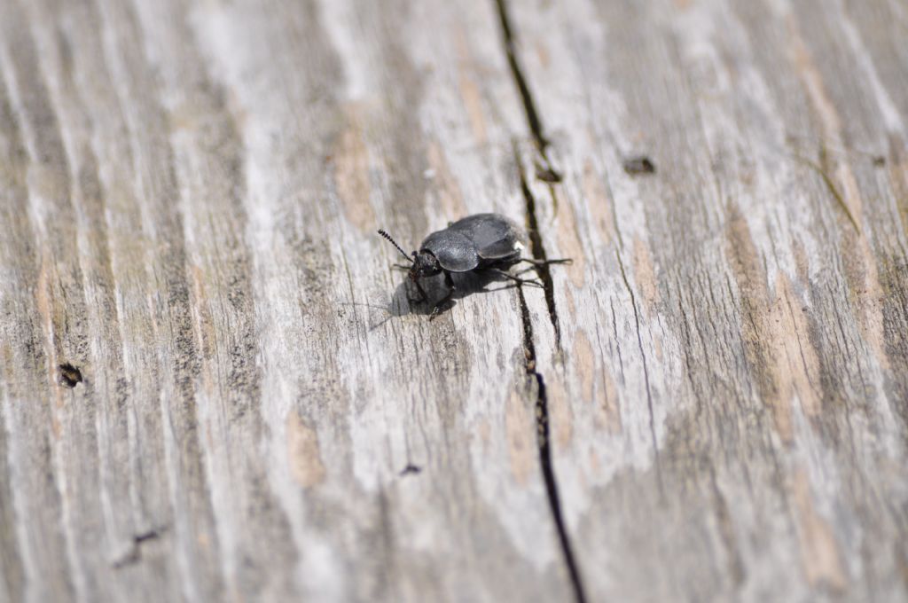 Quale Carabide? No, Silpha sp., Silphidae