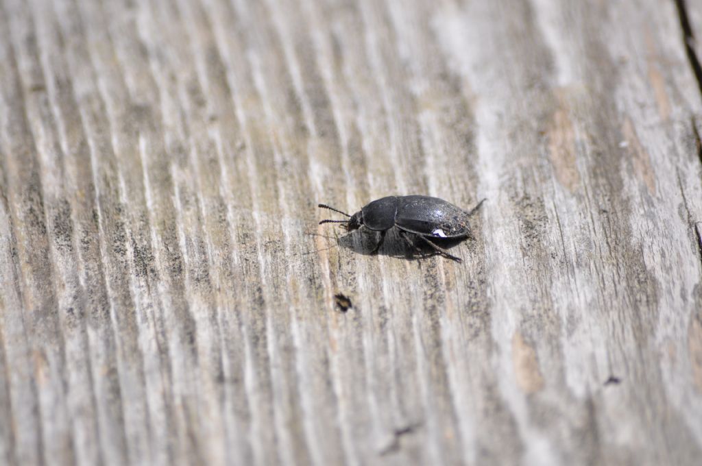 Quale Carabide? No, Silpha sp., Silphidae