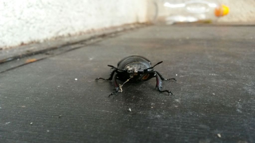 Femmina di Lucanus cervus, Lucanidae