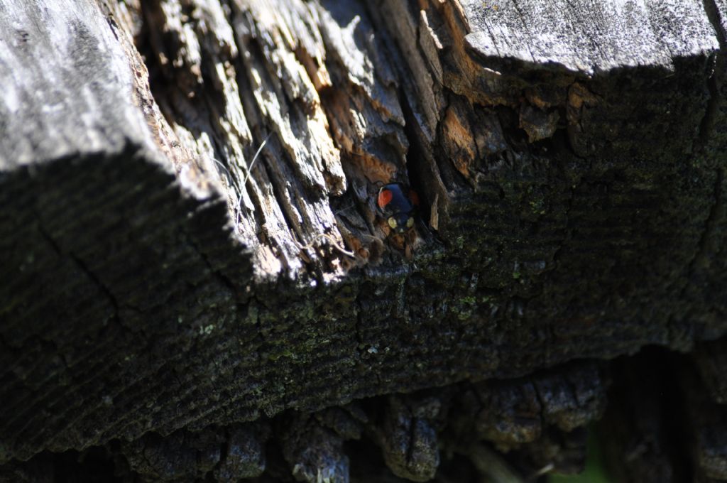 Quale coccinella? Harmonia axyridis