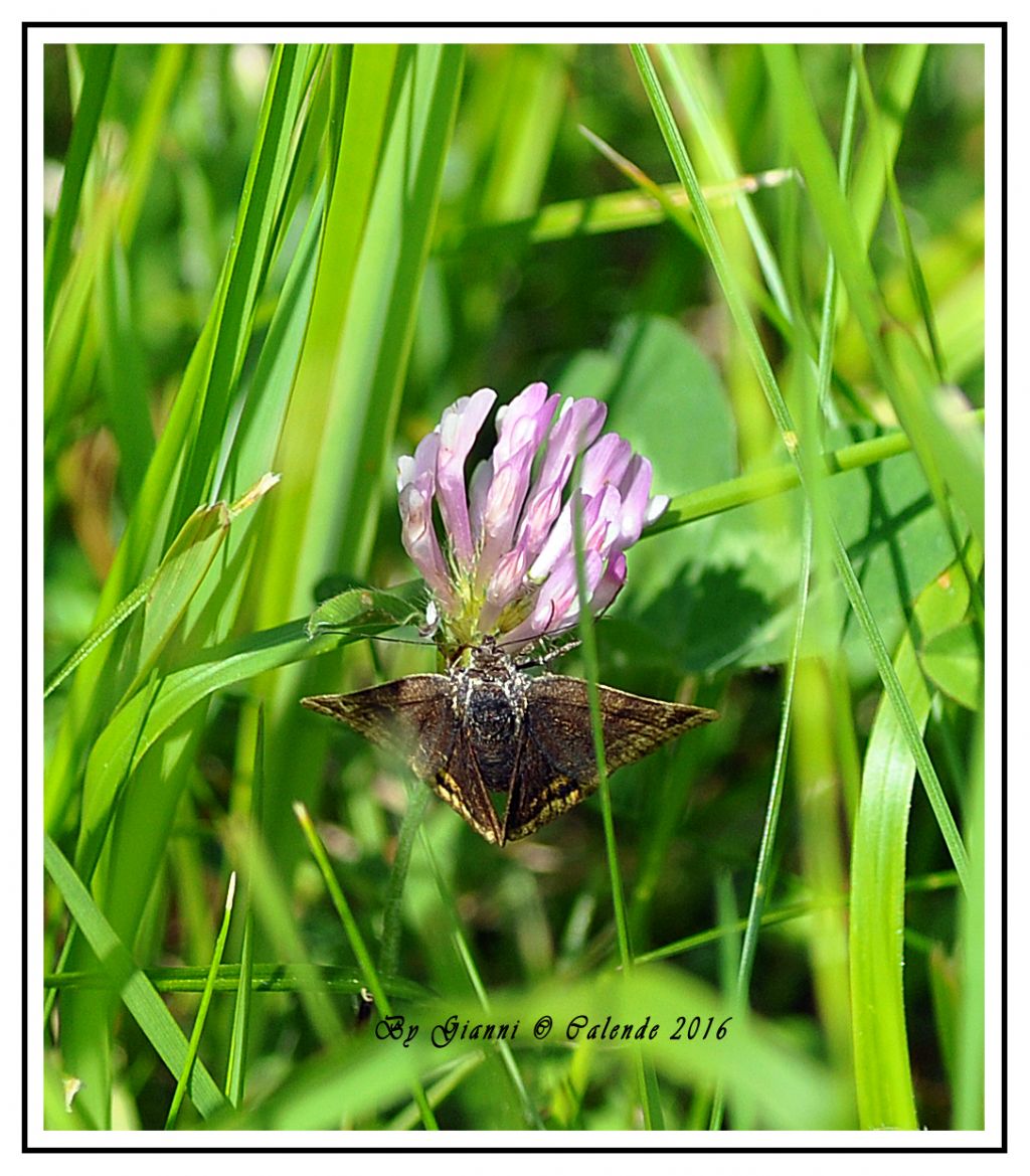 Quale farfalla?  Euclidia glyphica