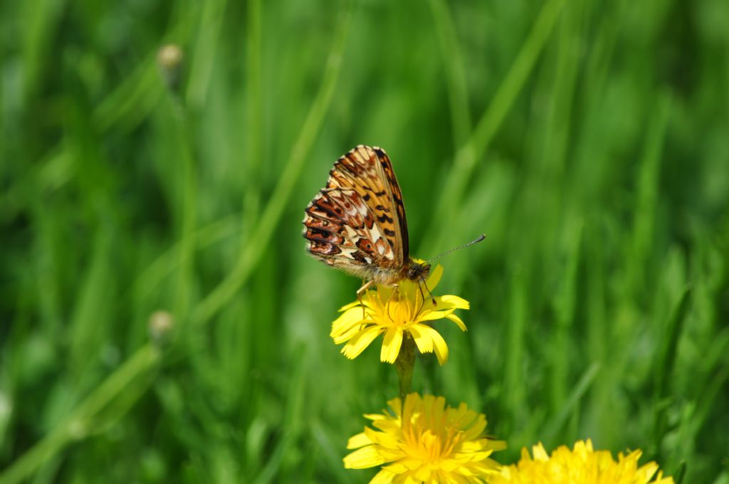 Boloria (Clossiana) selene? No, Boloria (Clossiana) titania, Nymphalidae