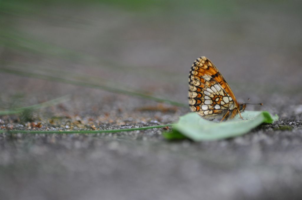 Farfalla da id -  Melitaea athalia, Nymphalidae