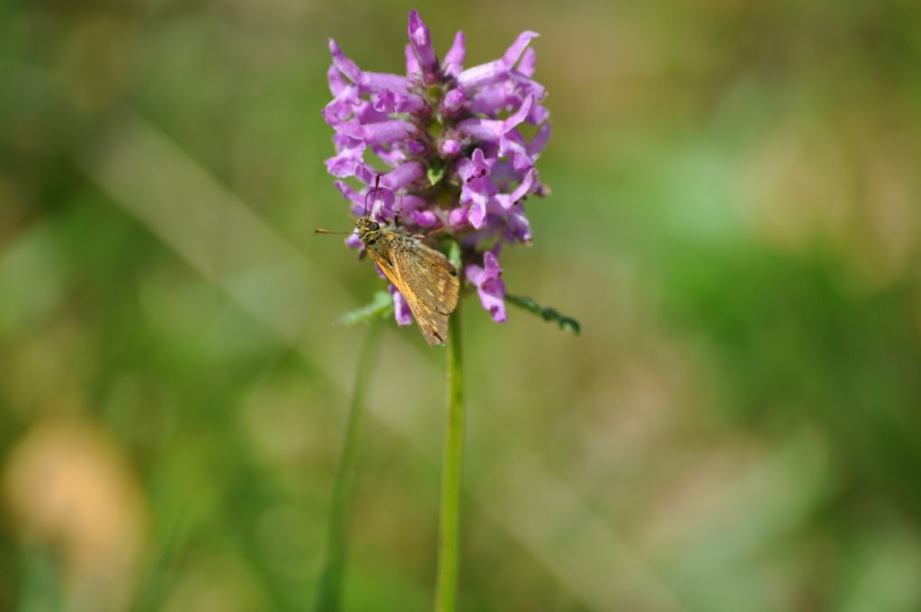 Ochlodes sylvanus?