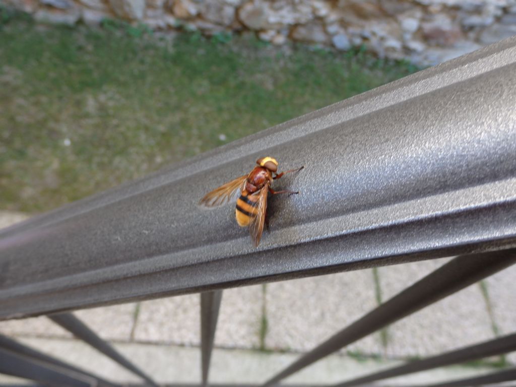 Syrphidae:  un Eristalis?    No, Volucella zonaria femmina