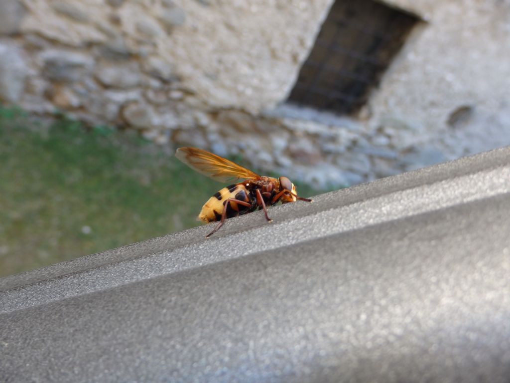 Syrphidae:  un Eristalis?    No, Volucella zonaria femmina