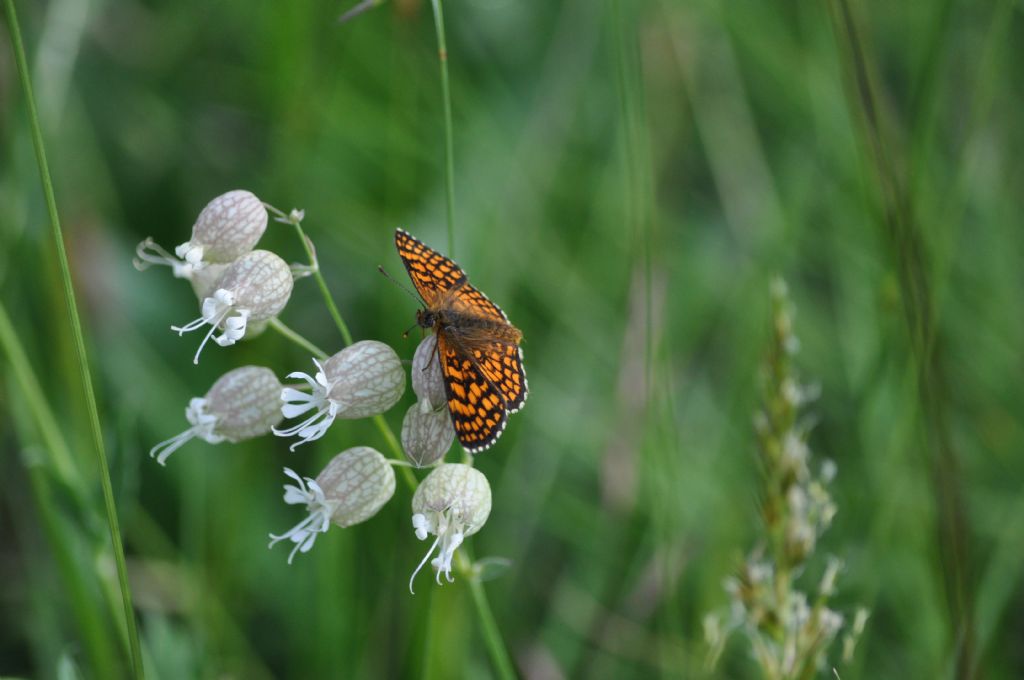 Farfalla da id: Melitaea cfr. athalia/nevadensis, Nymphalidae