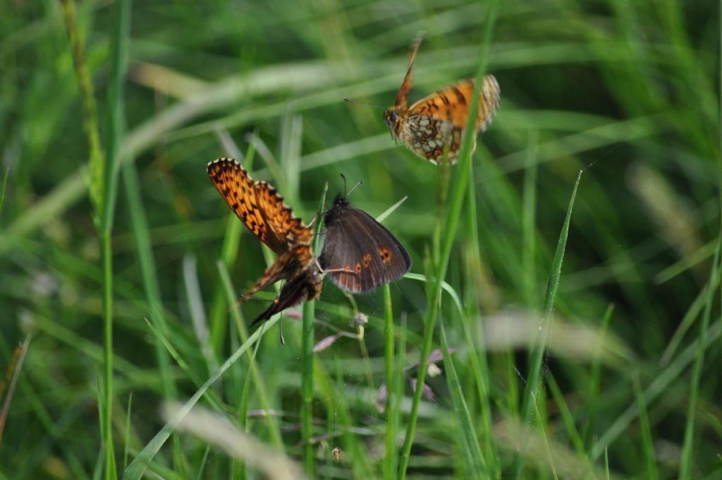 Farfalle da ID - Boloria titania, Erebia albergana e Melitaea nevadensis