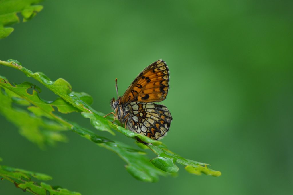 Farfalla da id - Melitaea nevadensis, Nymphalidae