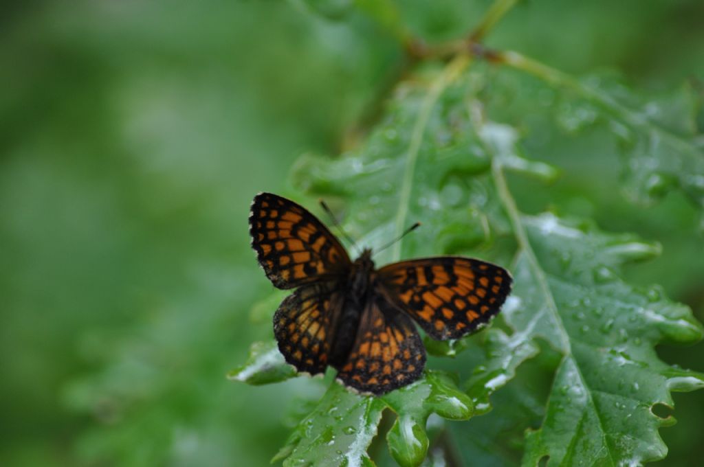 Farfalla da id - Melitaea nevadensis, Nymphalidae