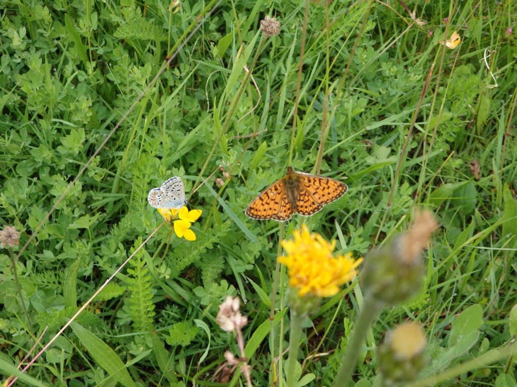 Quali Farfalle? Polyommatus bellargus, Lycaenidae e Boloria selene, Nymphalidae