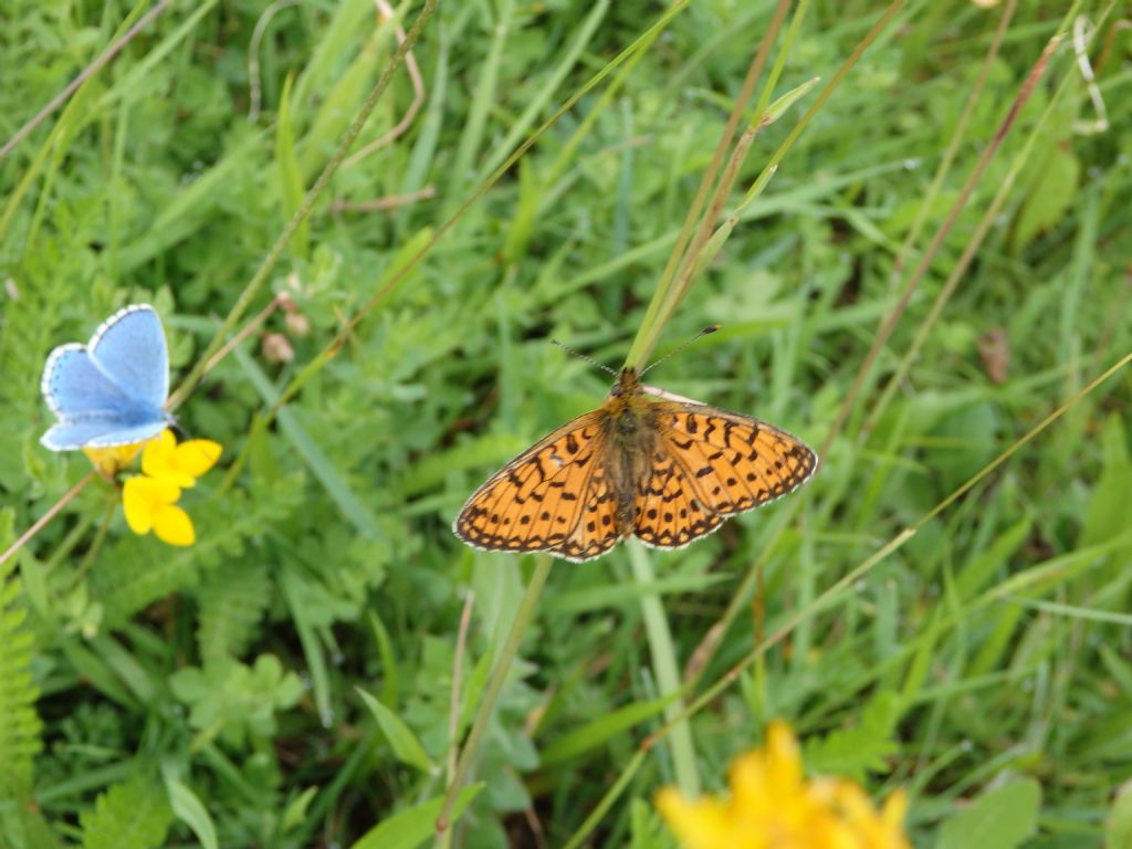 Quali Farfalle? Polyommatus bellargus, Lycaenidae e Boloria selene, Nymphalidae