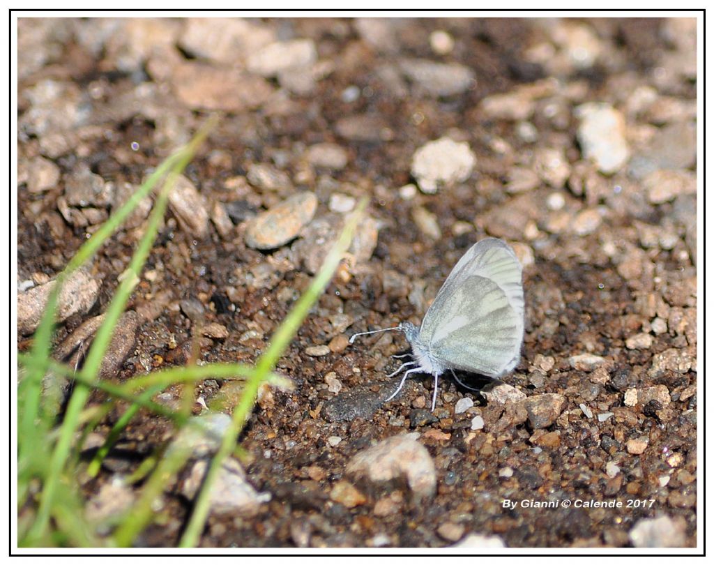 Pieris??