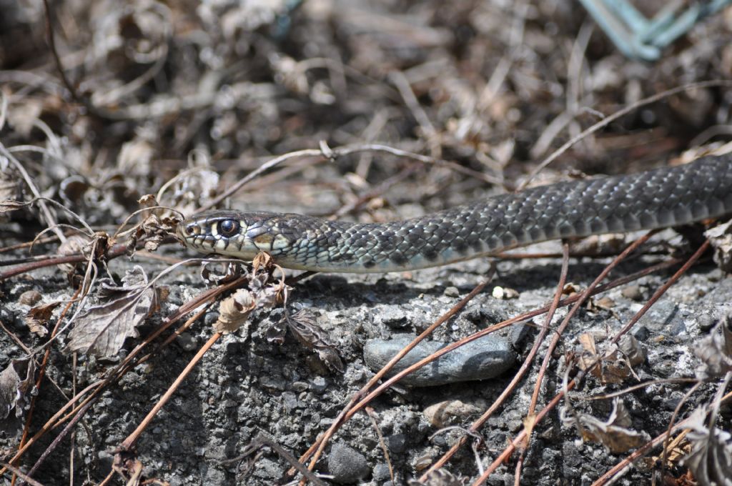 Biacco (Hierophis viridiflavus)