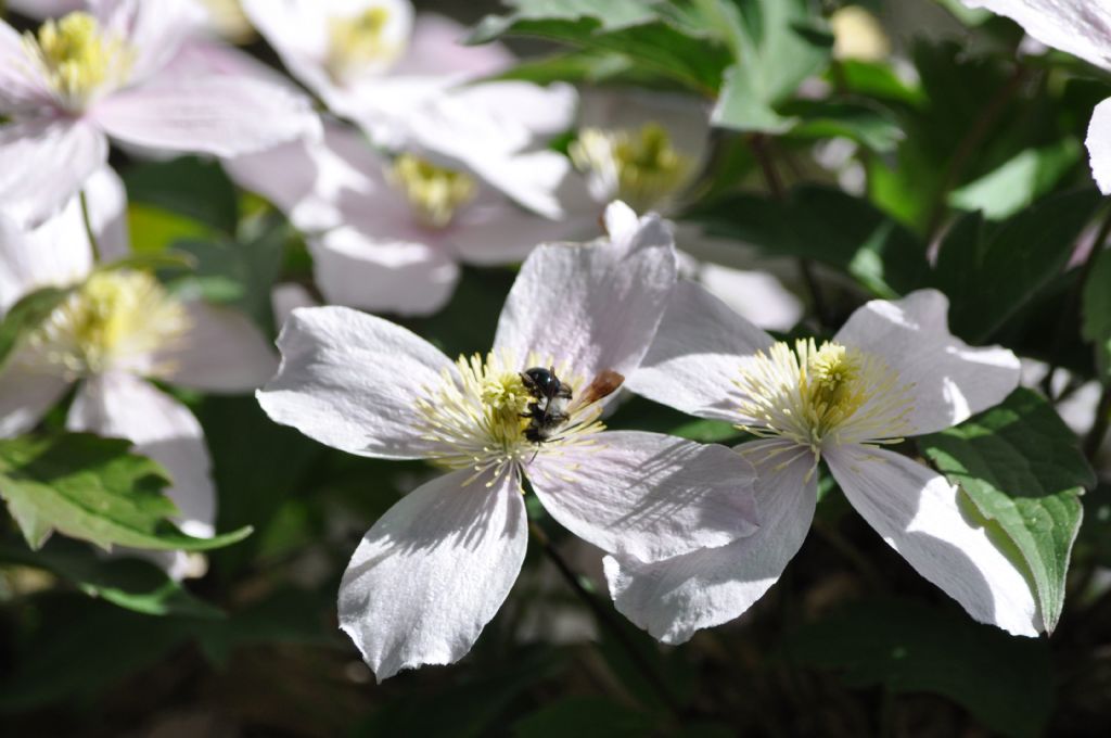 Apis mellifera nera??  No, Andrena sp. (Apidae Andreninae)