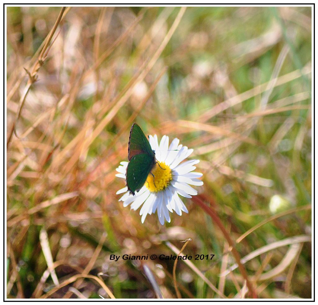 Farfalla da id - Callophrys rubi, Lycaenidae