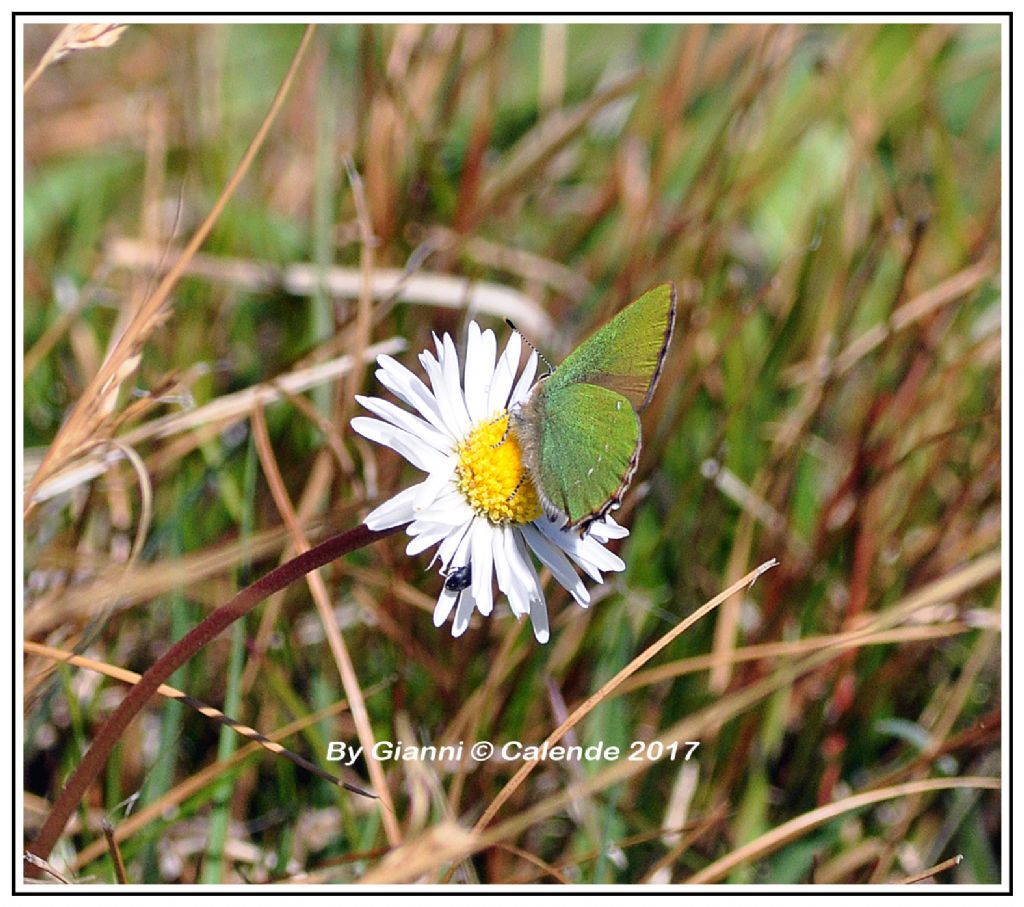 Farfalla da id - Callophrys rubi, Lycaenidae