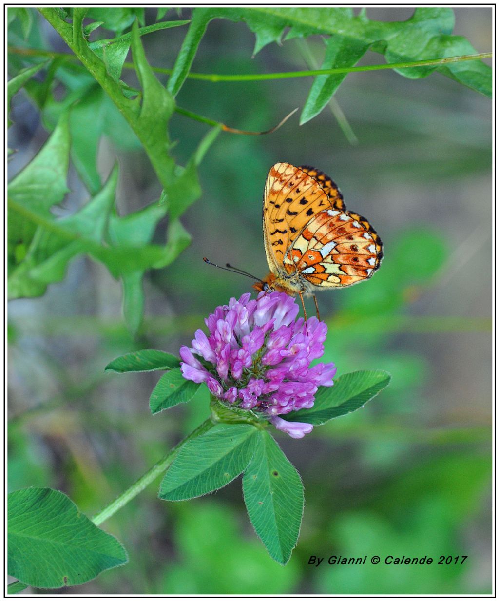 Farfalla da id - Boloria (Clossiana) euphrosyne, Nymphalidae