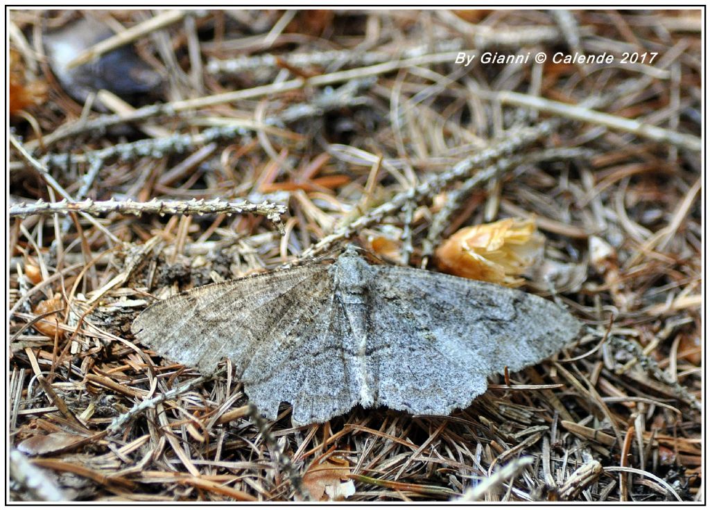 Falena ♂ da Id