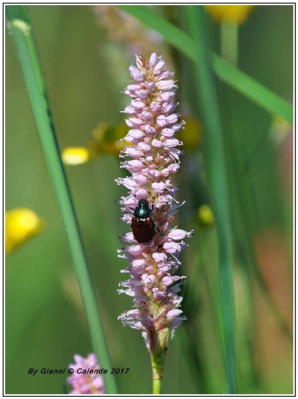 Phyllopertha horticola, Rutelidae