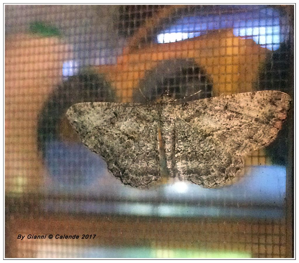 Falena da id - Peribatodes rhomboidaria, Geometridae