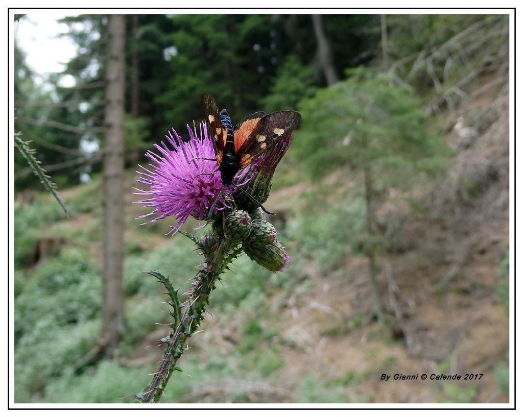 Zygaena da id