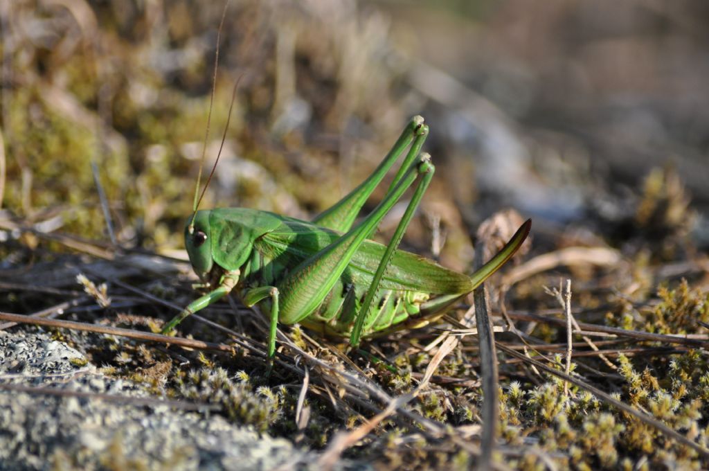 Decticus verrucivorus (Tettigoniidae)