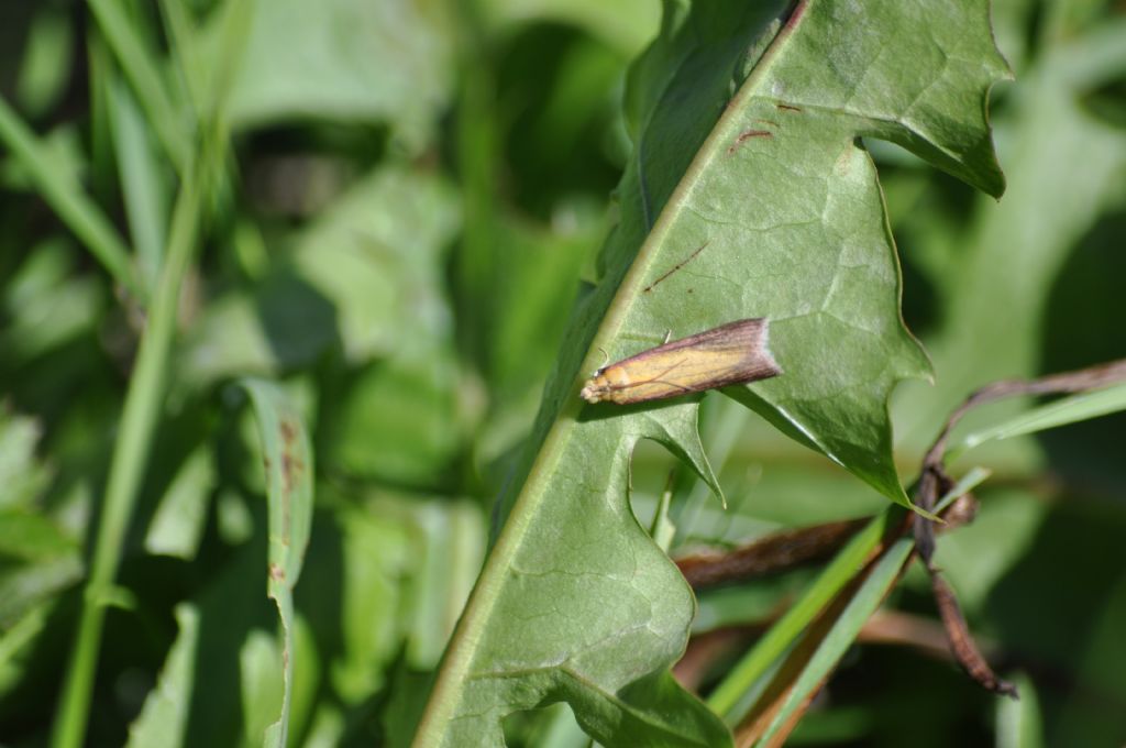 Altra farfallina da id - Oncocera semirubella, Pyralidae