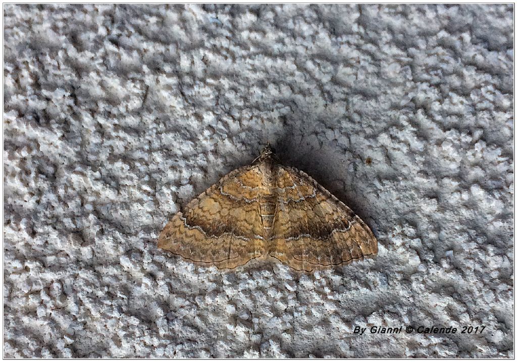 Falena da Id - Camptogramma bilineata, Geometridae